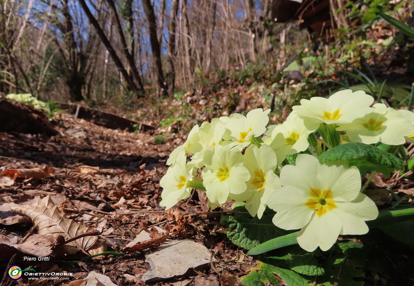 28 Primula vulgaris (Primula comune).JPG